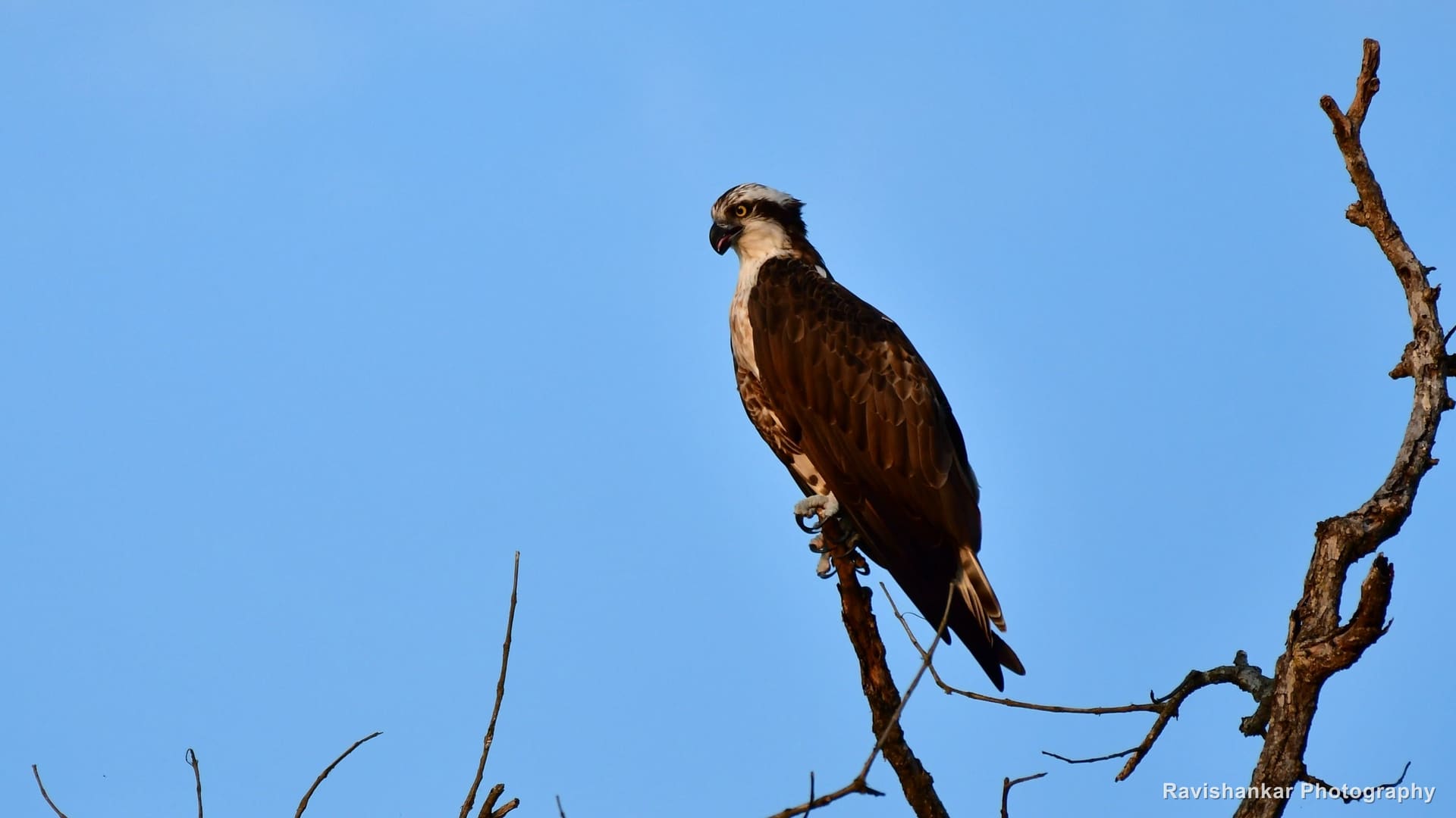 Osprey, perched against a blue sky — Bhadra Tiger Reserve, Karnataka, Jan 2020