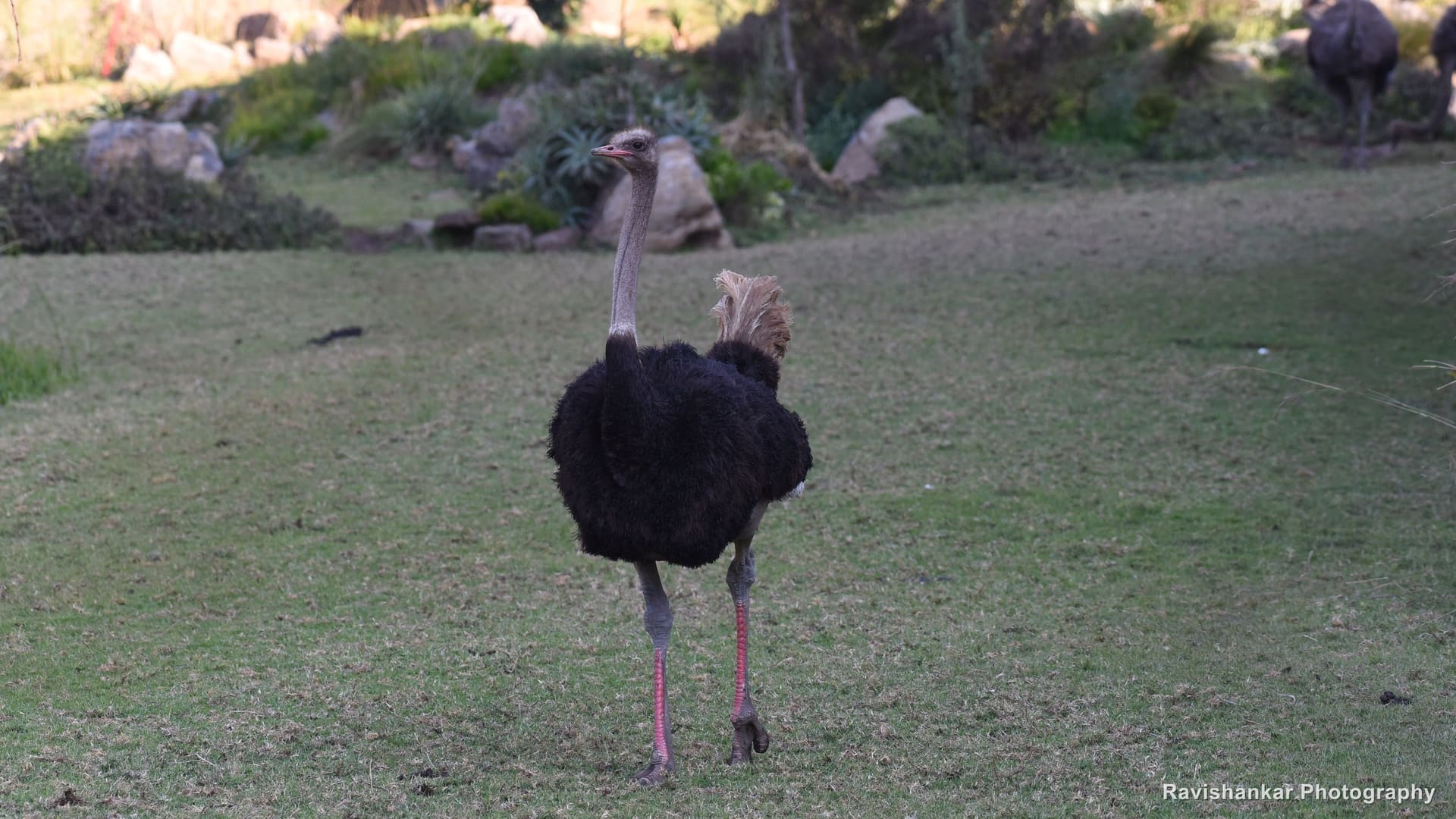 Ostriches