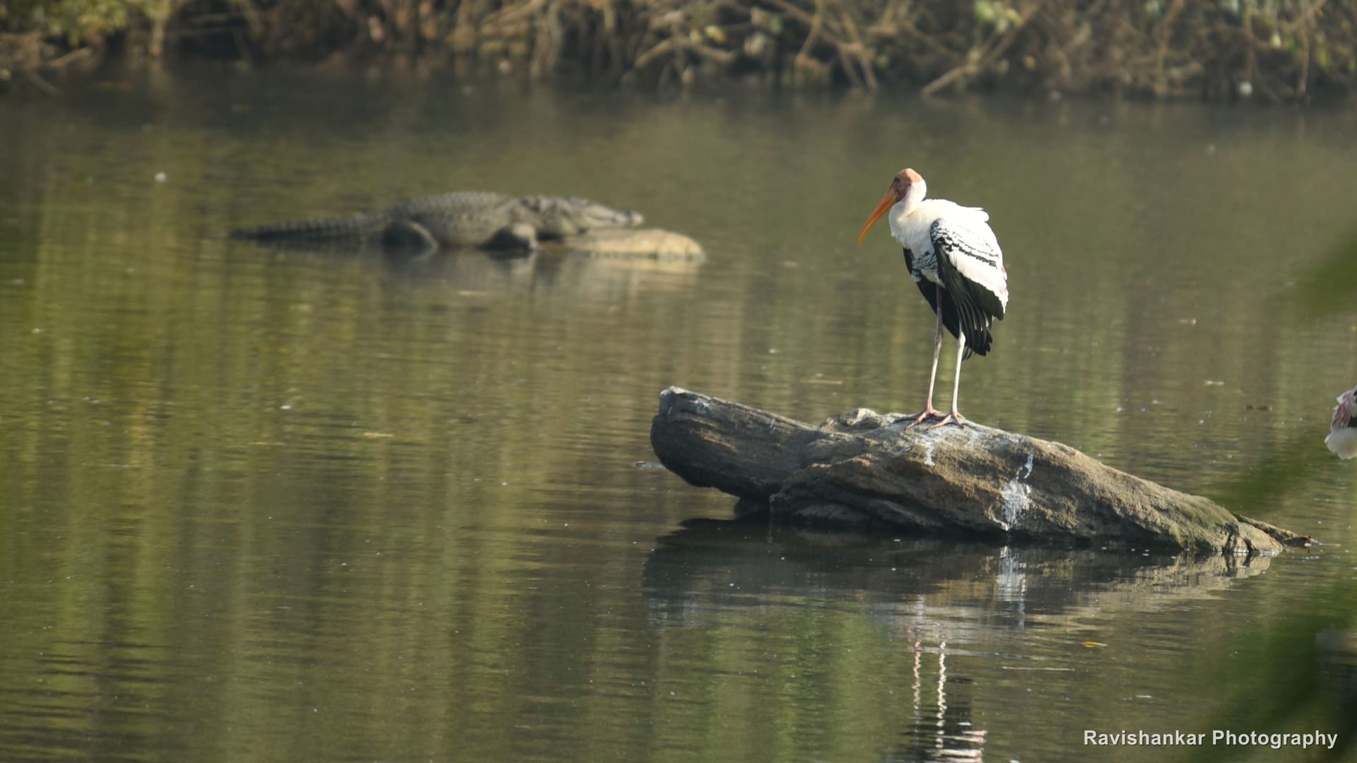 Painted Stork, standing on a log in the river — Ranganathittu Bird Sanctuary, Karnataka, Jan 2016