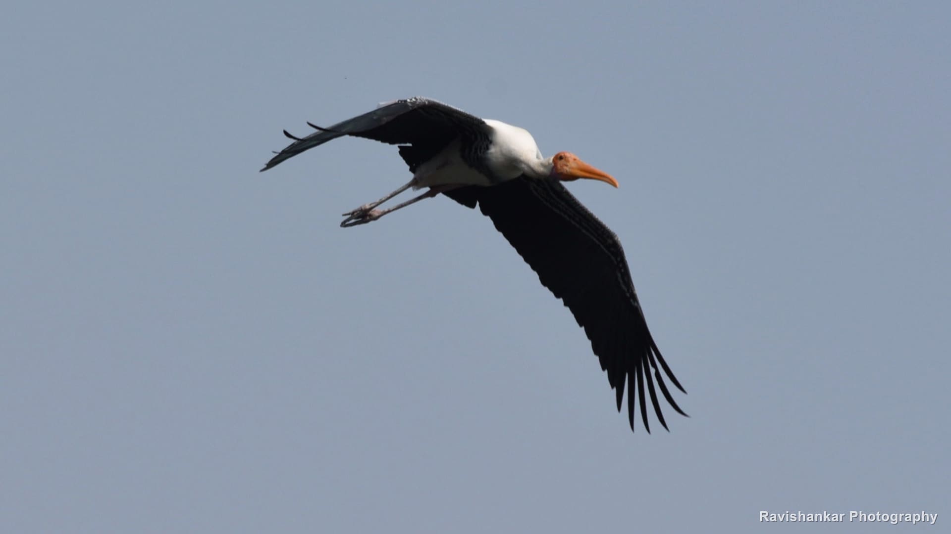 Painted Stork, in flight against a pale sky — Ranganathittu Bird Sanctuary, Karnataka, Mar 2016