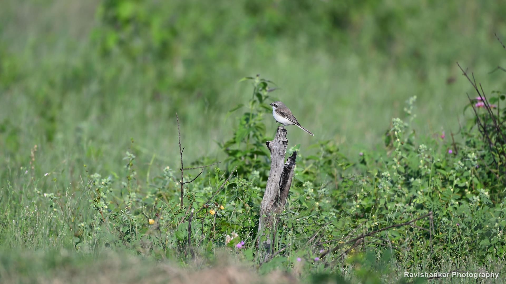 Pied Bushchat, on a fence stump — Hoskote Lake, Bengaluru, Karnataka (place to confirm), Oct 2026