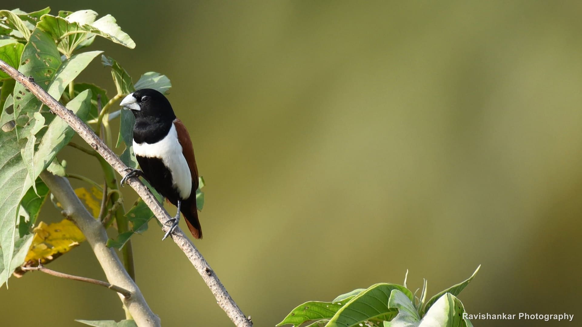 Pied Flycatcher, black-and-white bird on a leafy twig — Bandipur / Masinagudi forest, Karnataka and Tamil Nadu, Jul 2017