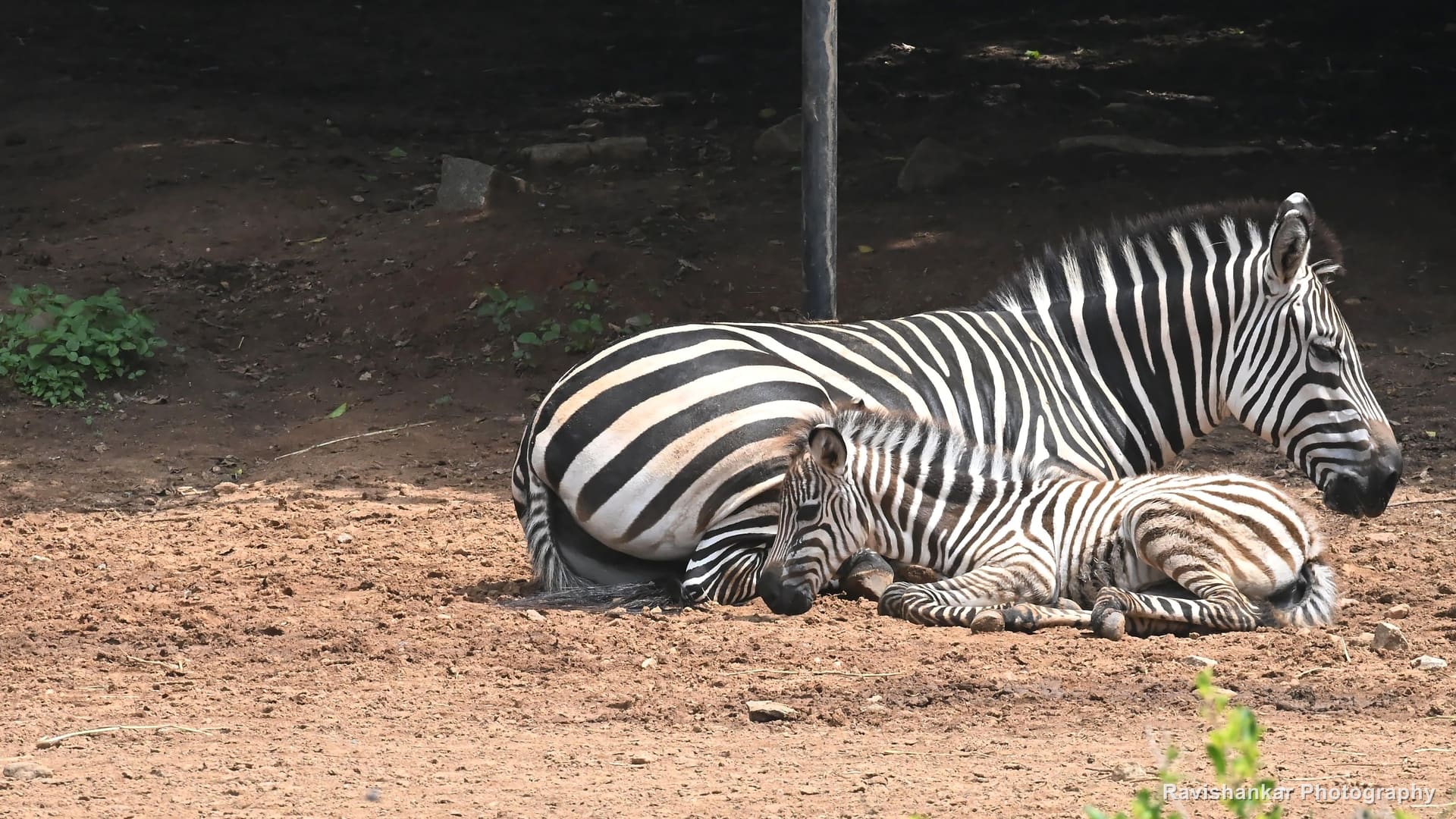 Zebras