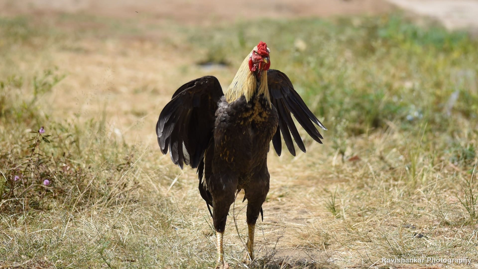 Red Junglefowl, male flapping his wings on a roadside grass patch — Valparai, Tamil Nadu, Oct 2016