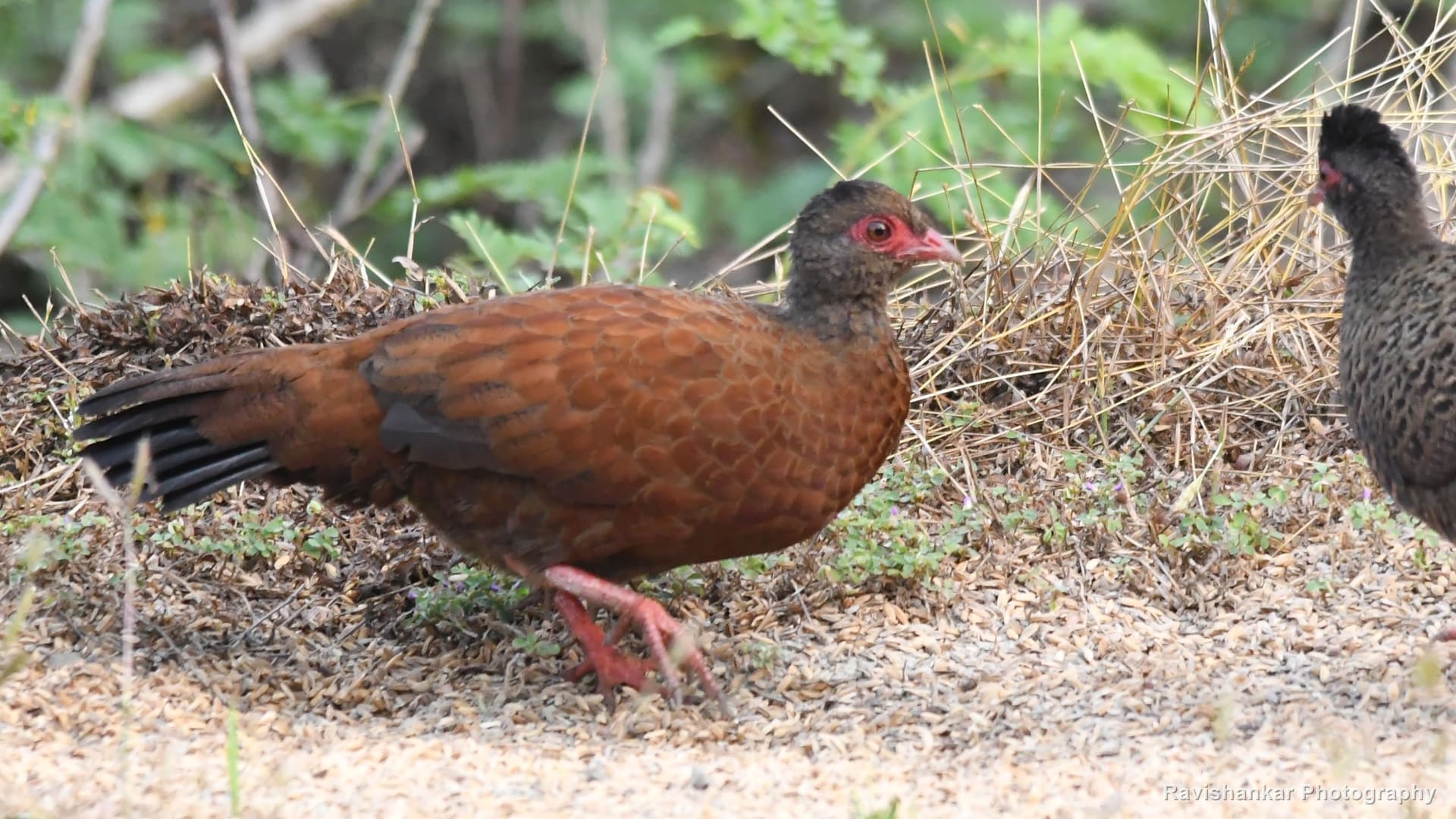 Red Spurfowl, male walking along a sandy path, a hen behind — Thattekadu Bird Sanctuary, Kerala, Dec 2018