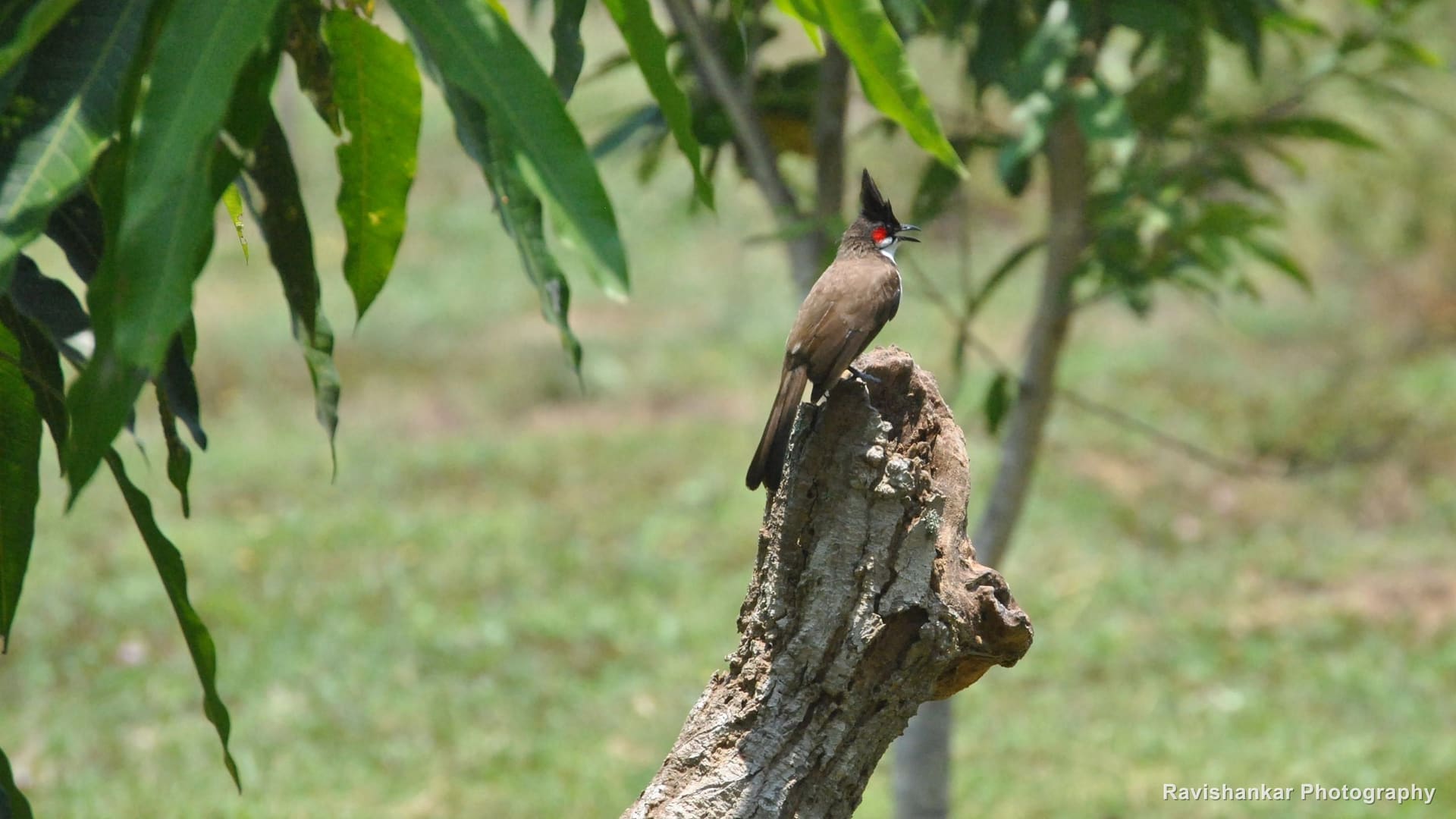 Ranganathittu Bird Sanctuary, Karnataka