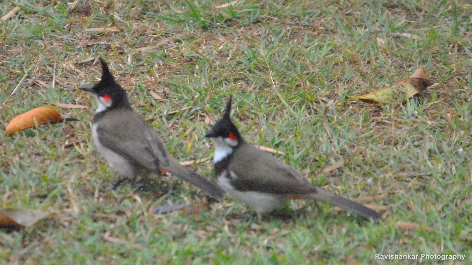 Red-whiskered Bulbul, a pair on the grass — Ooty, Tamil Nadu, Feb 2014