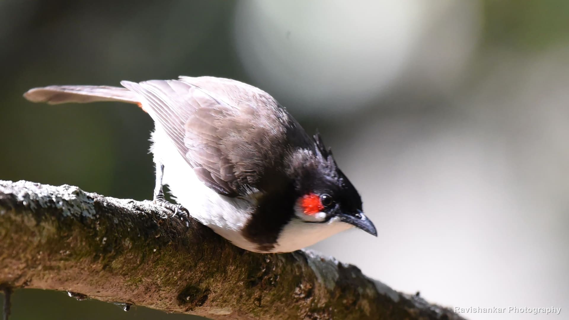Red-whiskered Bulbul, on a mossy branch, soft background — Ooty, Tamil Nadu, Feb 2017