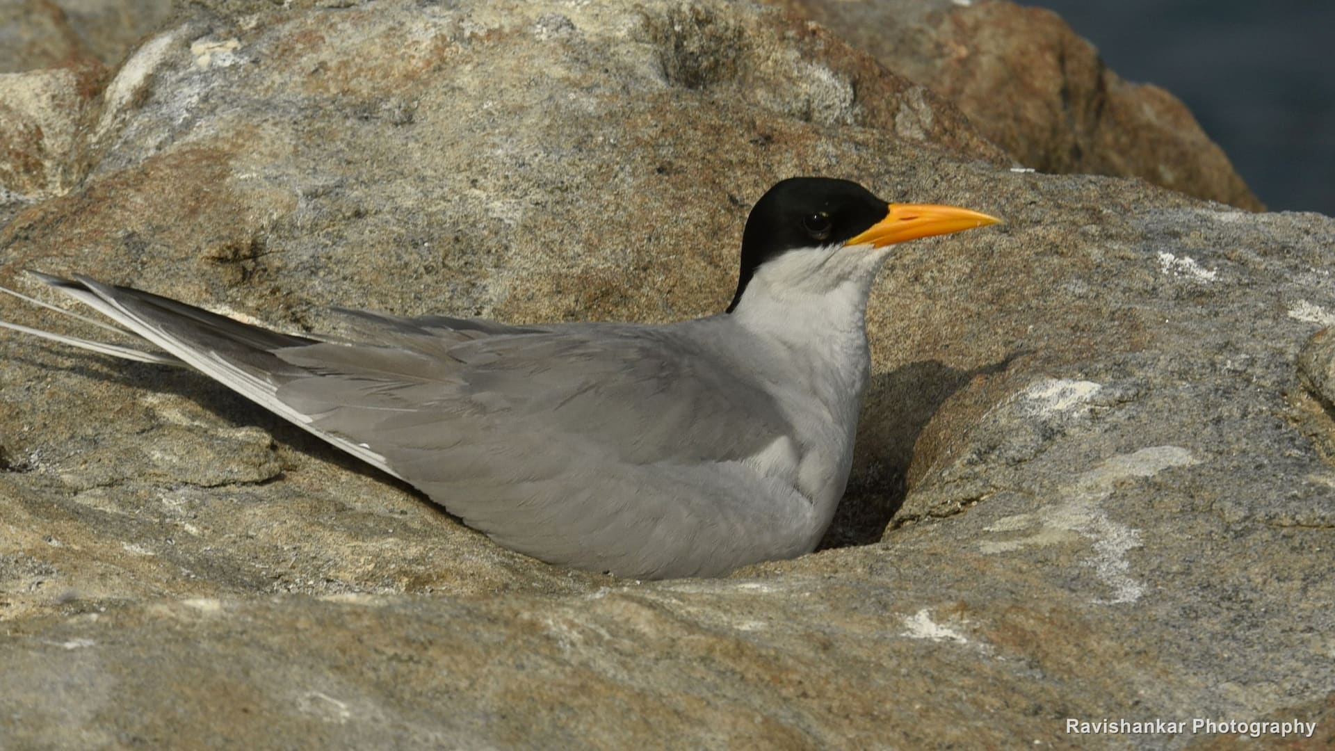 River Tern, resting on a rock — Ranganathittu Bird Sanctuary, Karnataka, Jan 2016