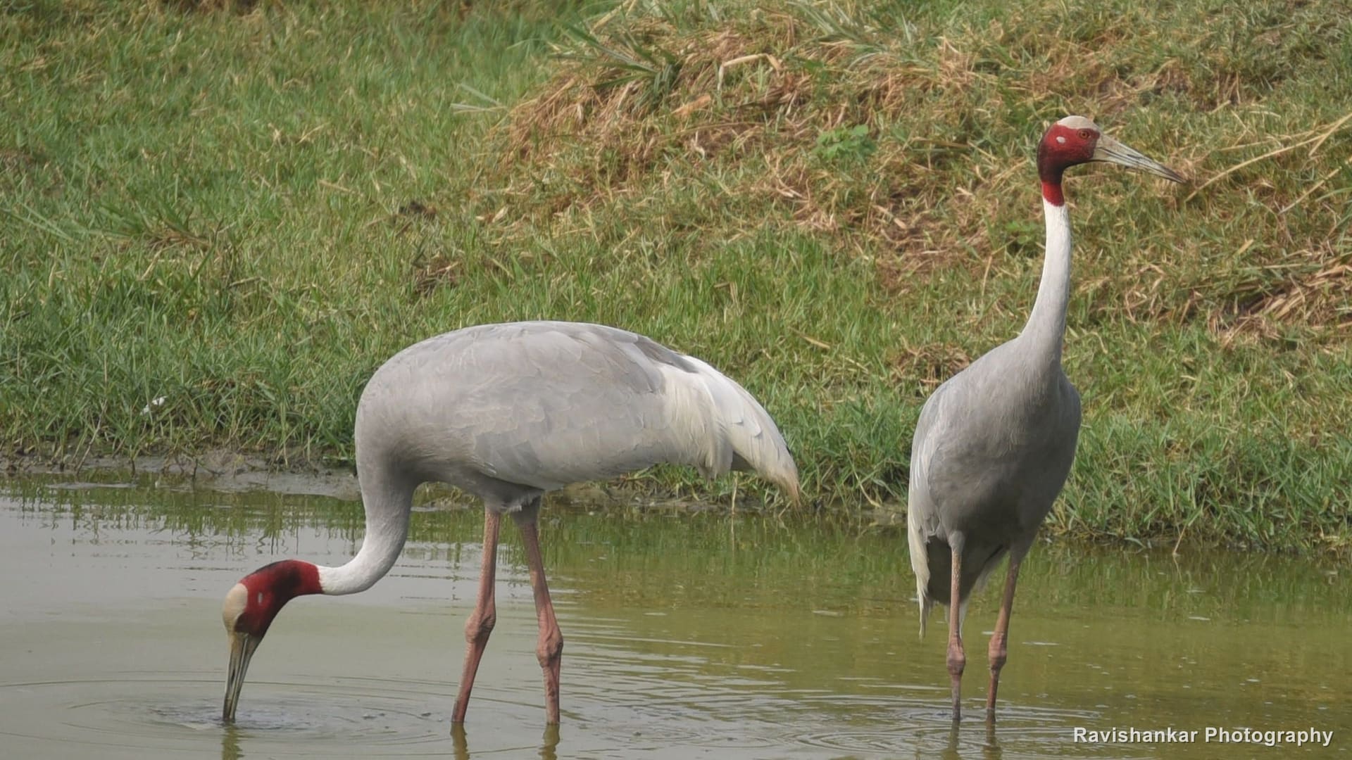 Keoladeo National Park, Bharatpur, Rajasthan