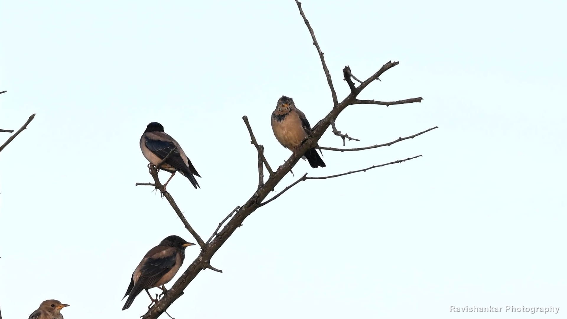 Small perching birds, flock on a dead tree, evening — Hoskote Lake, Bengaluru, Karnataka (place to confirm), Oct 2026