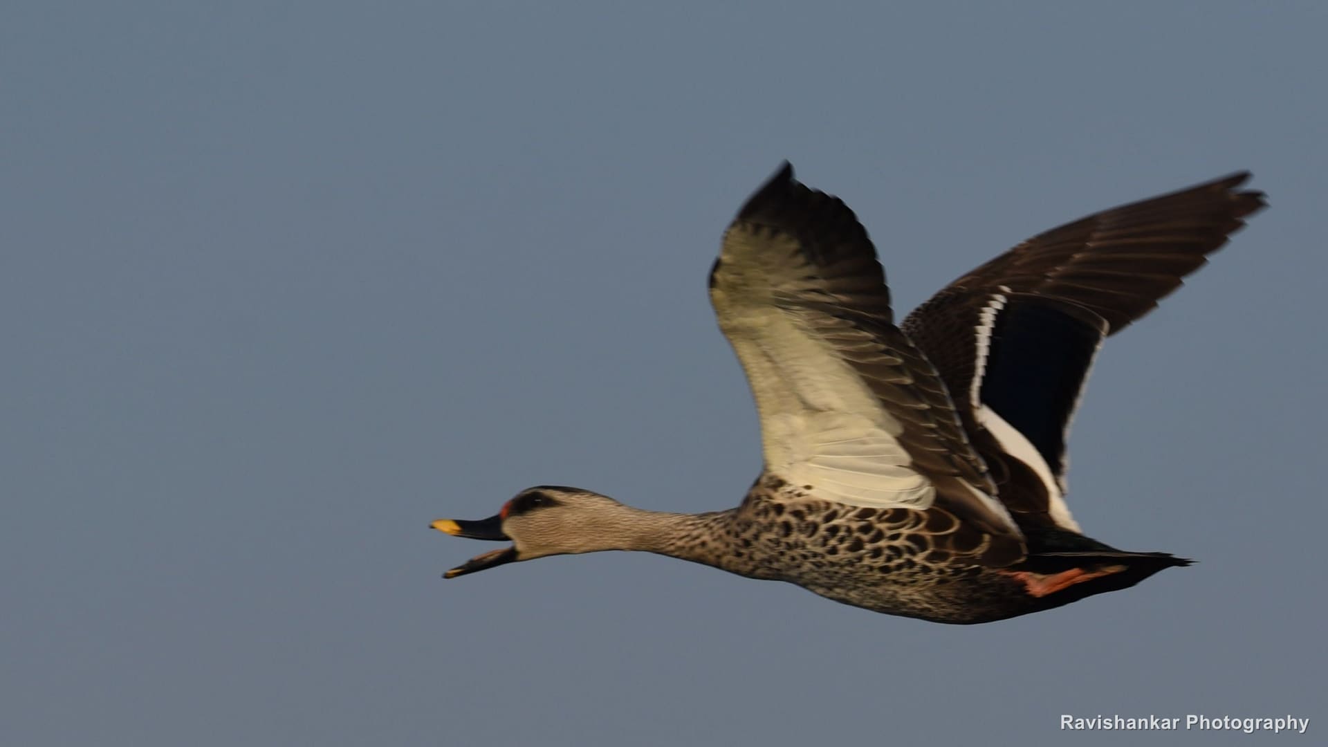 Spot-billed Duck, in flight against a soft blue sky — Bhadra Tiger Reserve, Karnataka, Dec 2017