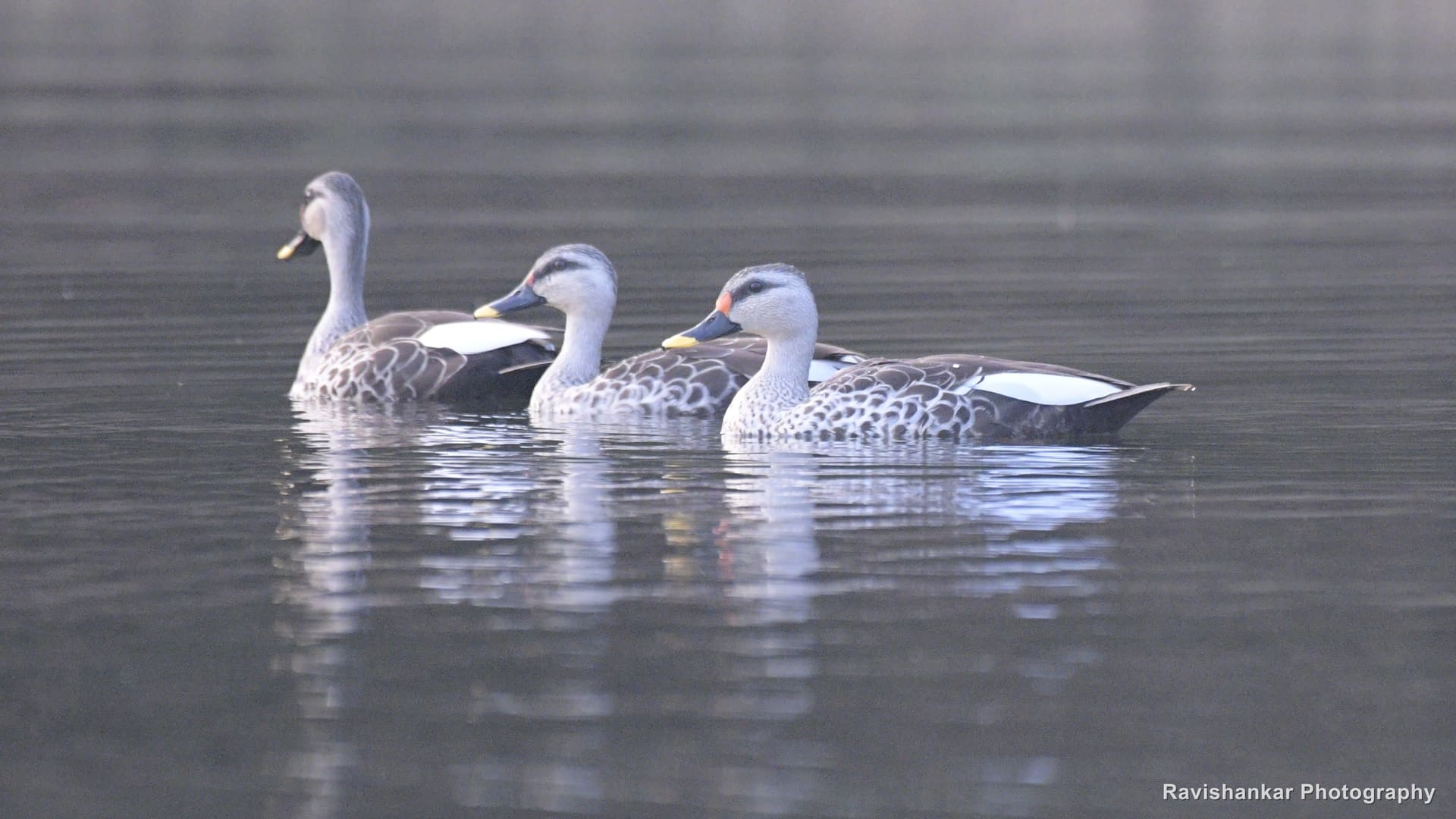 Ducks