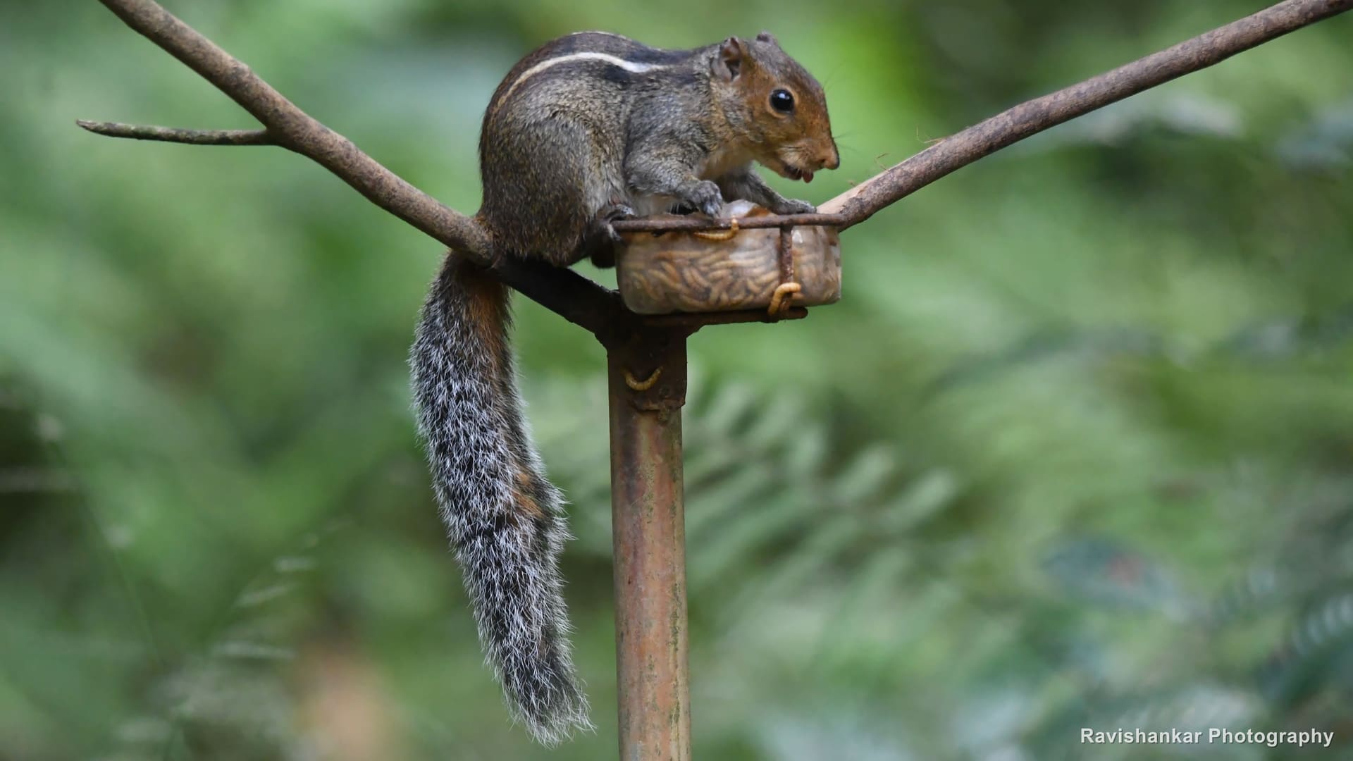 Squirrel, eating at a feeding bowl — Thattekadu Bird Sanctuary, Kerala, Dec 2018