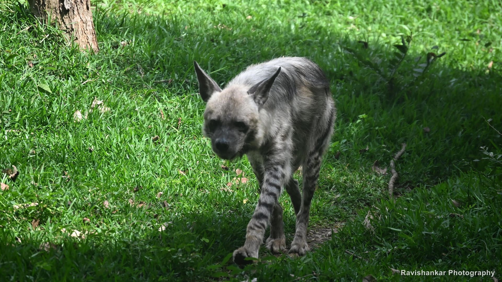 Hyenas