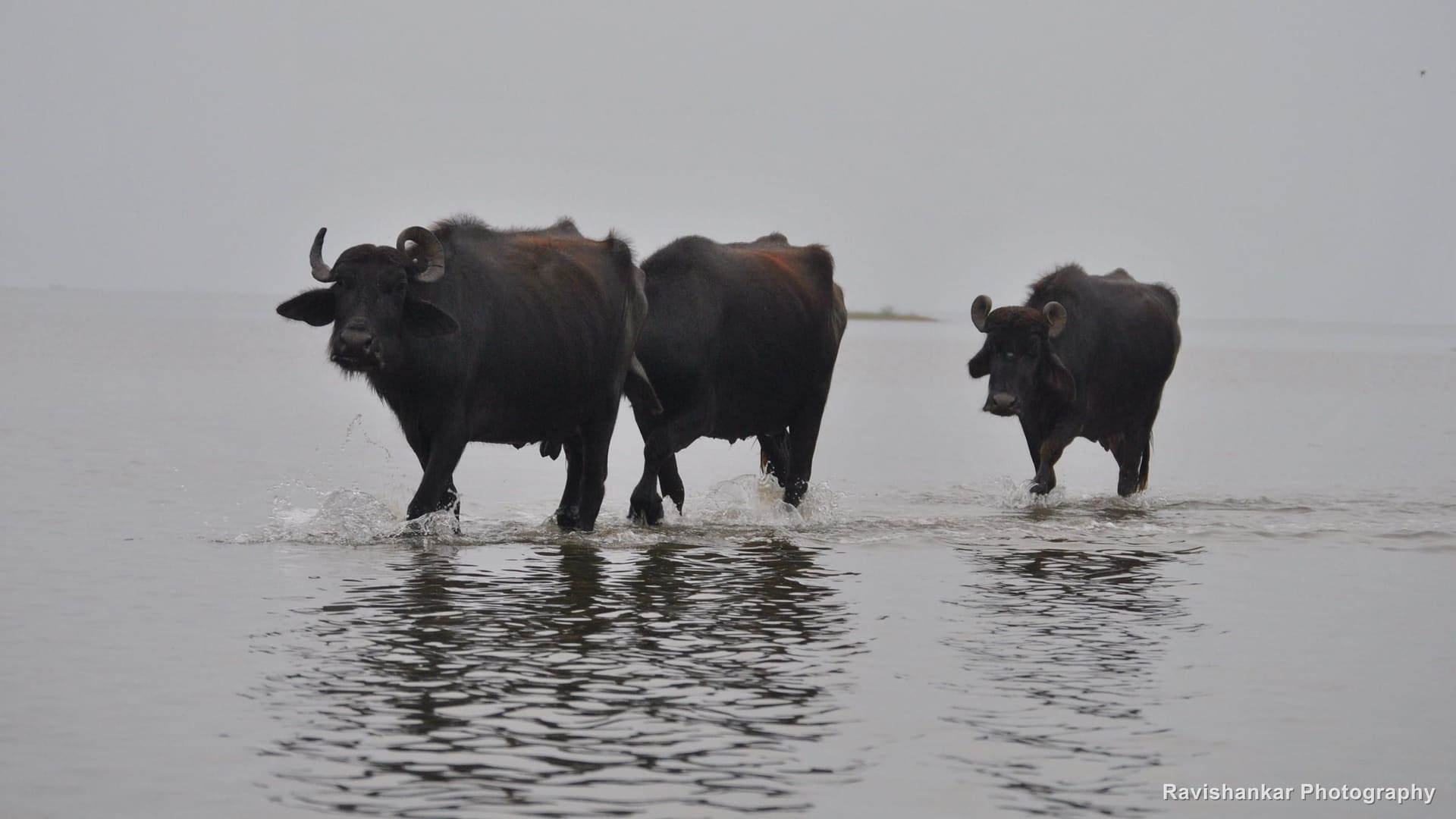 Pulicat Lake, Tamil Nadu / Andhra Pradesh