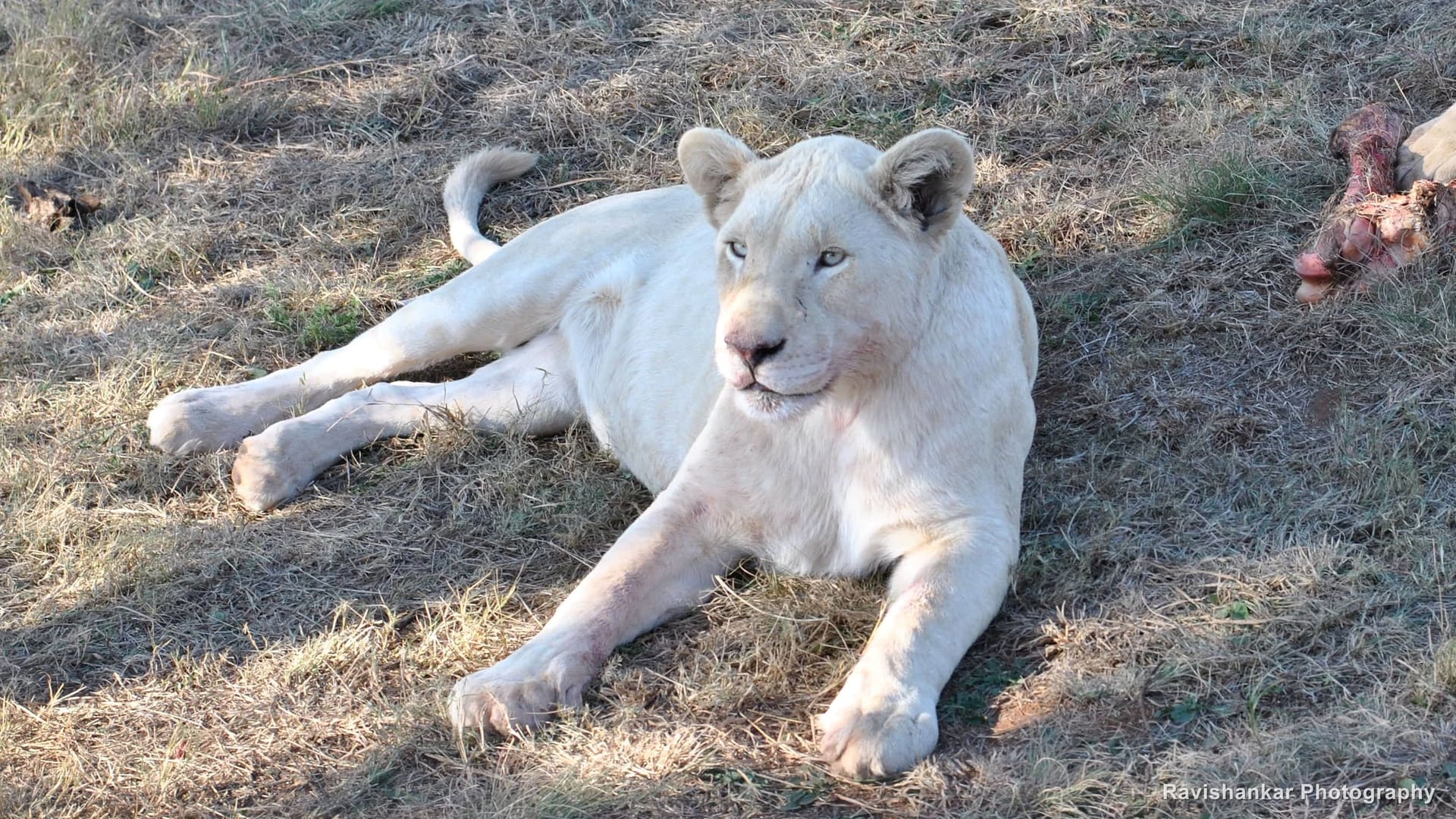 White Lion, white lioness resting, a second lion feeding behind — Lion Park, Gauteng, South Africa, Jun 2017