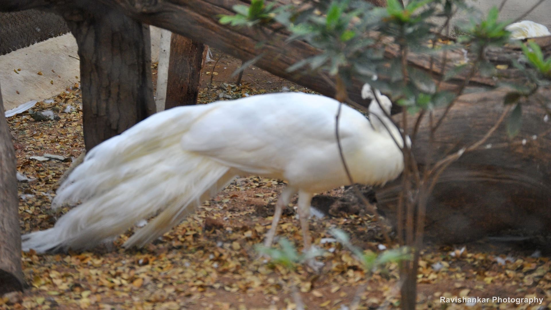 White Peafowl, walking — Mysore Zoo, Jan 2014