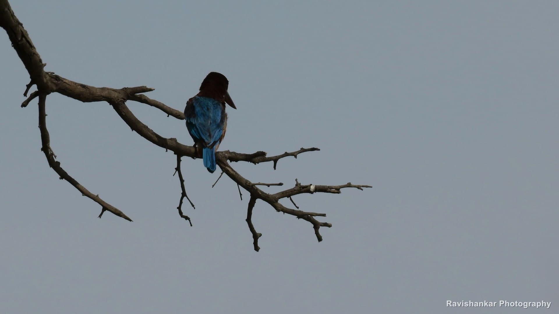 Kingfishers