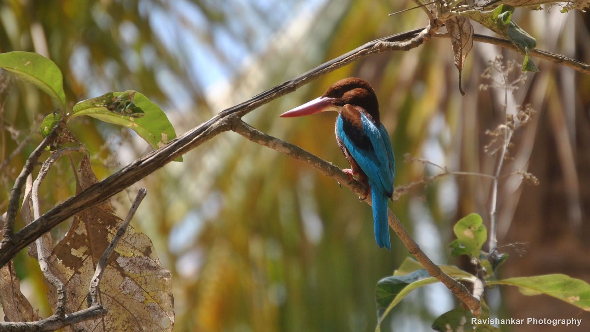 White-throated Kingfisher, perched — Ooty, Tamil Nadu, Feb 2014