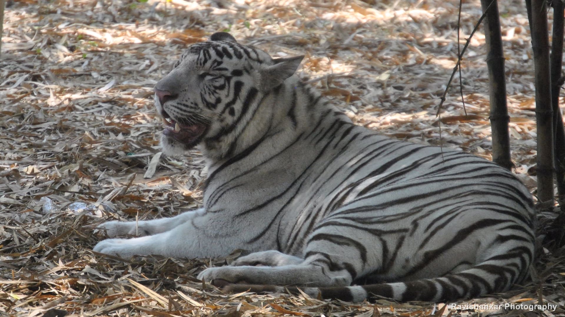 White Tiger, resting in the shade, head up — Arignar Anna Zoological Park, Vandalur, Chennai, Tamil Nadu, Mar 2014