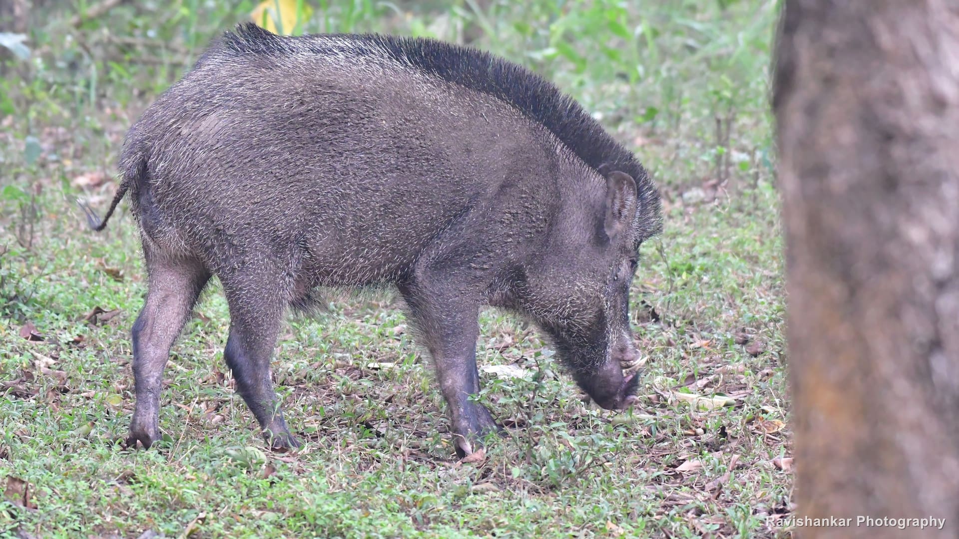 Pigs