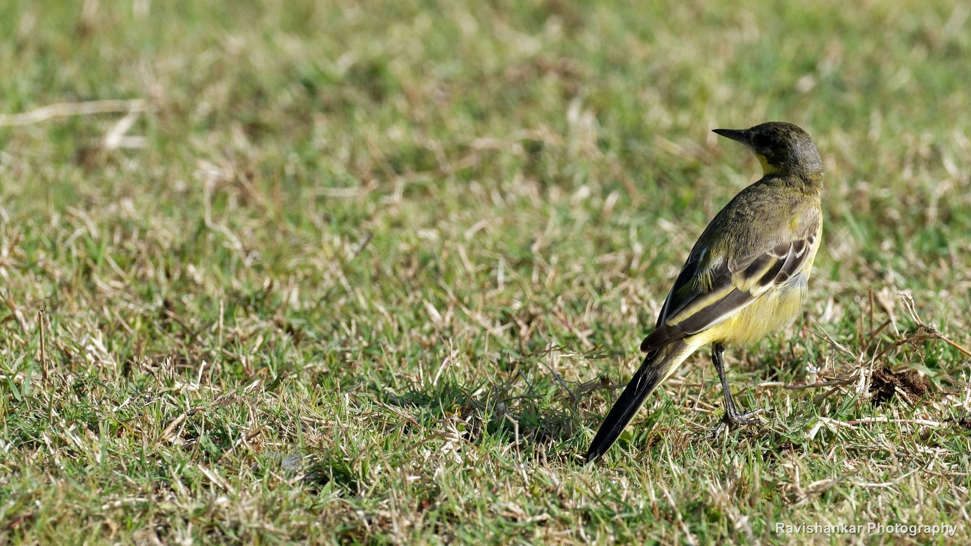 Wagtails